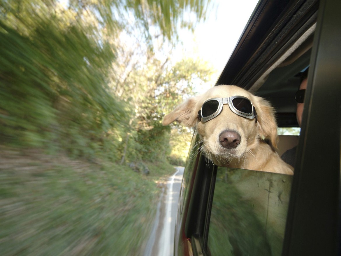 slider-dog-bg